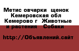Метис овчарки, щенок - Кемеровская обл., Кемерово г. Животные и растения » Собаки   